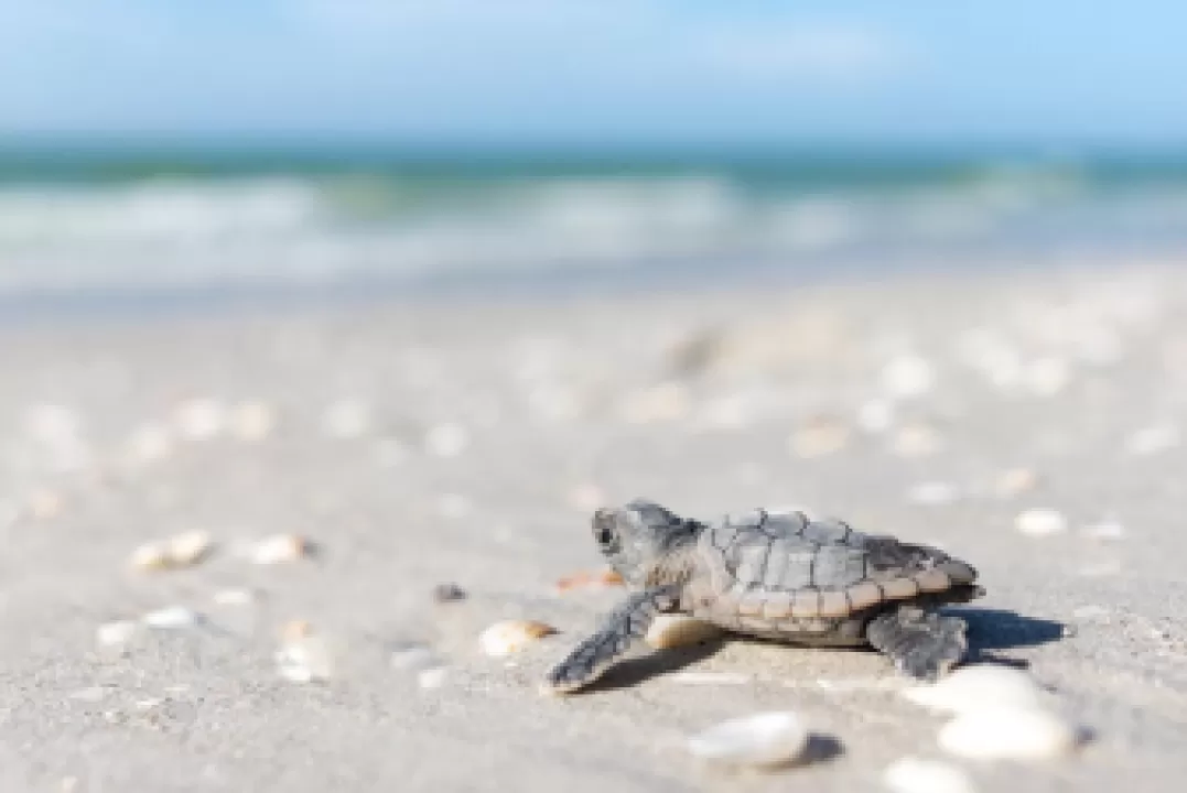 sea turtle nesting season safety tips