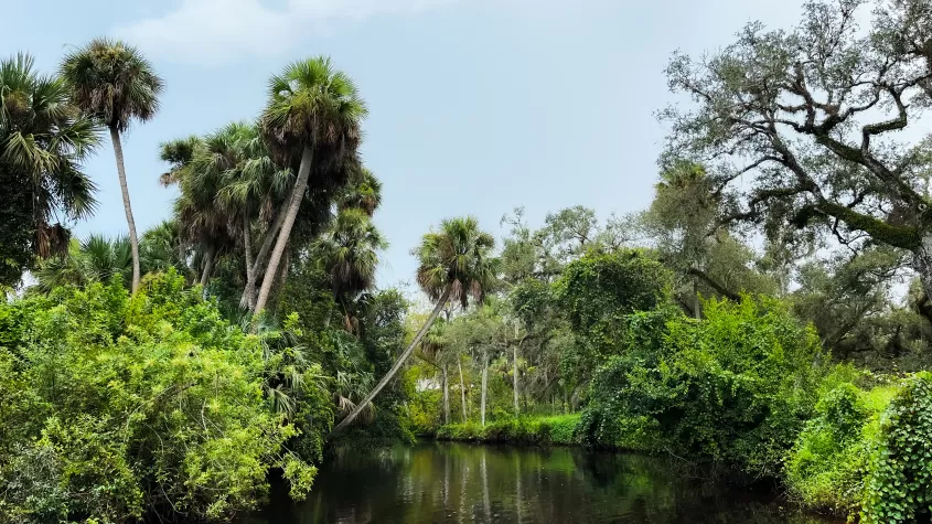 Paddle underneath the palm trees.