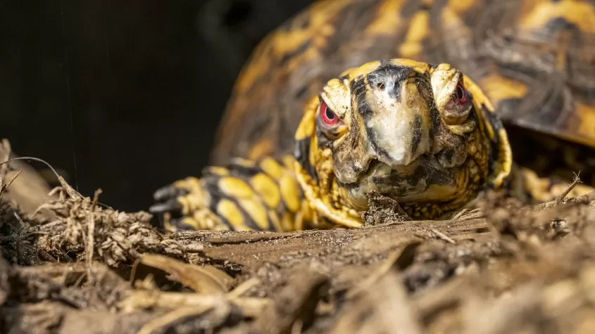 Box Turtle