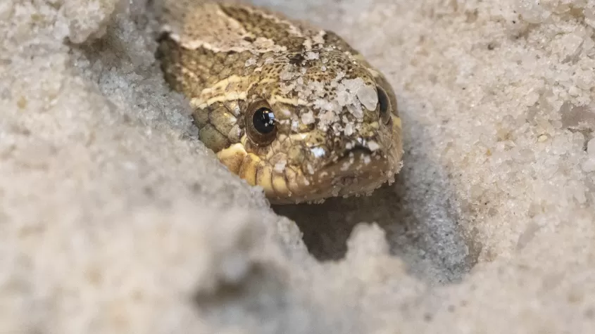 Easter Hognose Snake