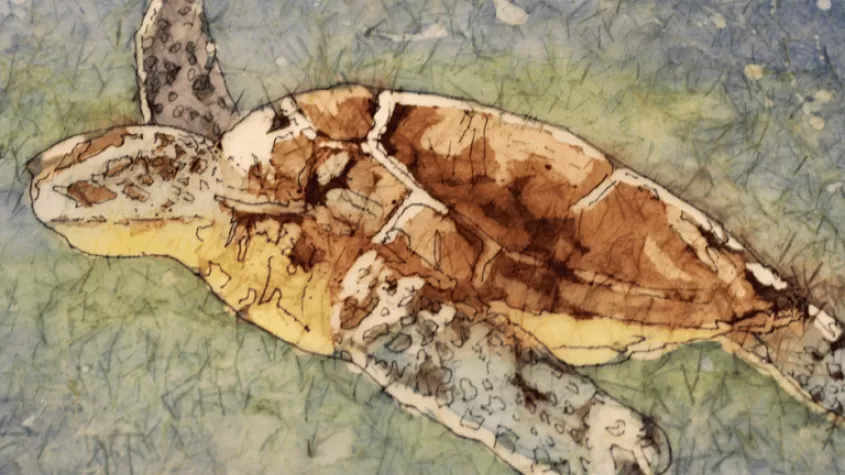 image of a sea turtle swimming in water