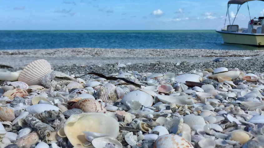 Seashells by boat