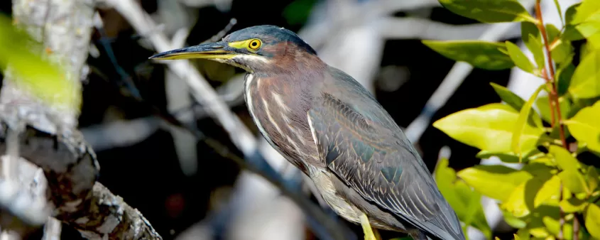 See wildlife at one of the area's many parks and preserves